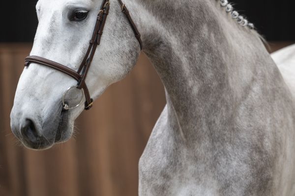 Cairo K van Kattenheye Z 1