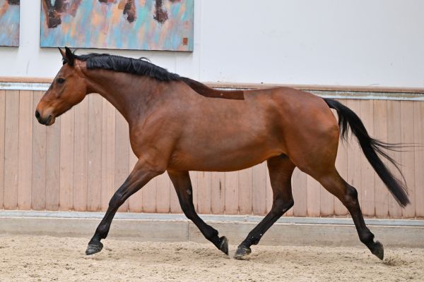 Caleche vd Berghoeve Z 3