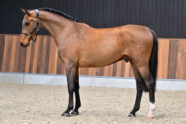 Caballo vd Berghoeve Z 3