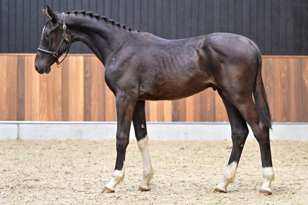 El paso vd withoeve Z 2