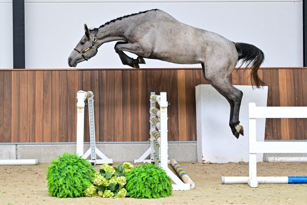 Clarissima vd Holsteinerhoeve Z 2