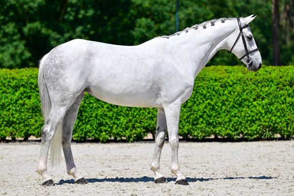 Talypa B Z 3