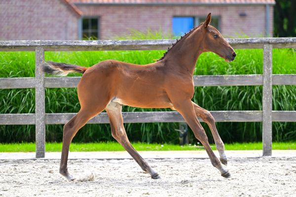 Basic Instinct-K van Kattenheye Z 3