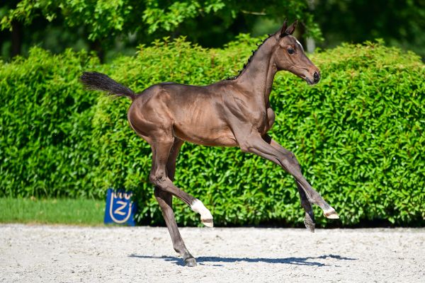 Dante vh Geleenbeekdal Z 3