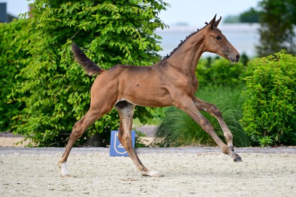 WILD KAZARA VD BROEKAKKER Z 3