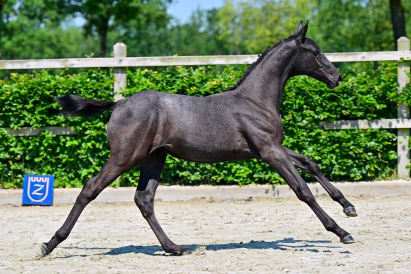 D. LEVANTA KL Z  3