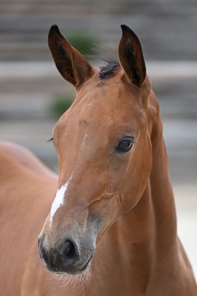 Edimbourg Peguignon Z