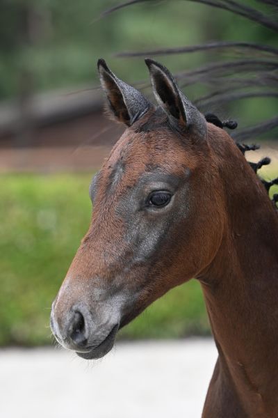 Tarentino van Paebroek Z