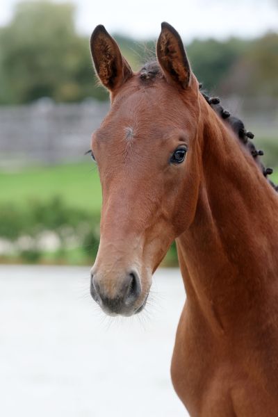 Condy de Finay Z - 3