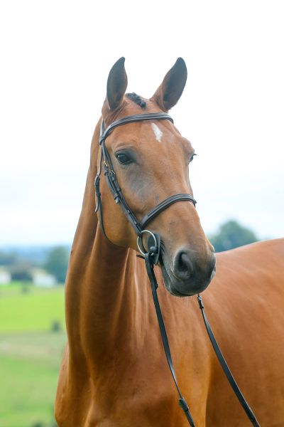 Chacellana Blue PS - 2