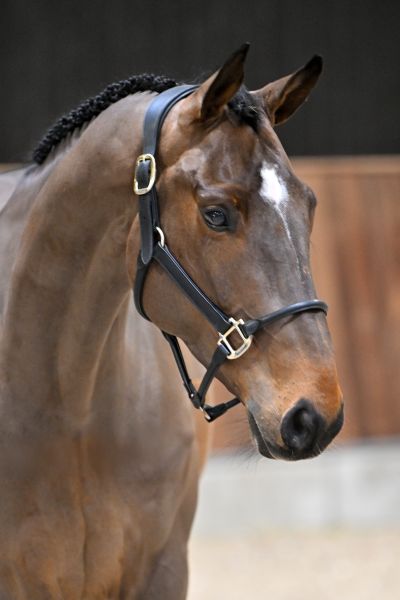 Sunshine van Spalbeek Z - 2