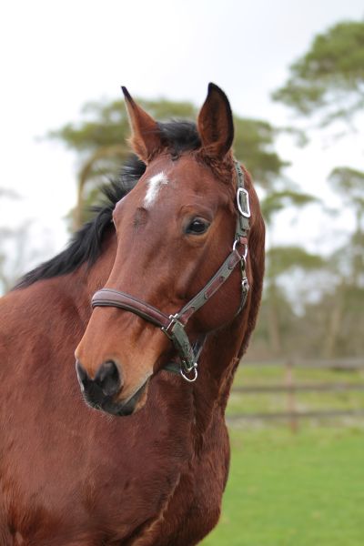 QUICK CALL ME DEMUZE Z 1