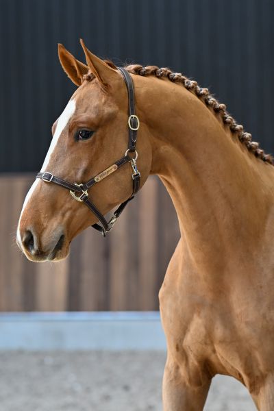 Epplejeck de Spalbec Z - 1