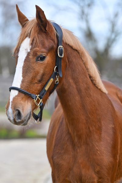 Enjoy vd Paepehoeve Z - 1