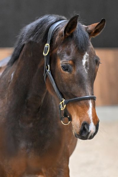 Tequila van het Reigersnest Z - 1