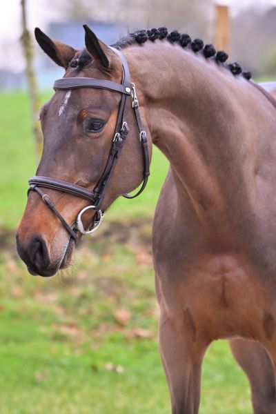 Deauville du Maillet Z 1
