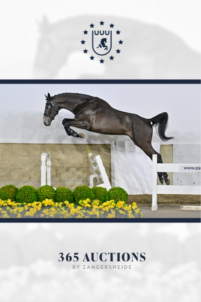 Querido du Rouet GP Z