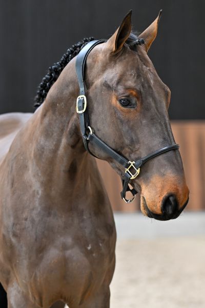 Rhytmus-K van Kattenheye Z 1