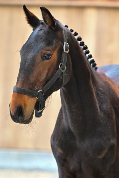 Tokyo GL de Moranfayt 1