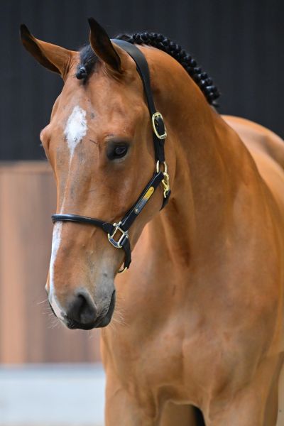 Casanova vd withoeve Z 1