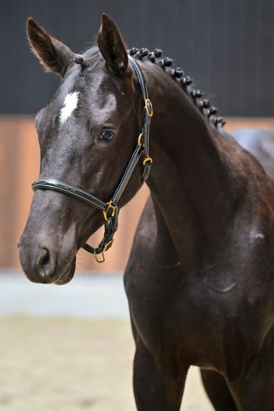 El paso vd withoeve Z 1