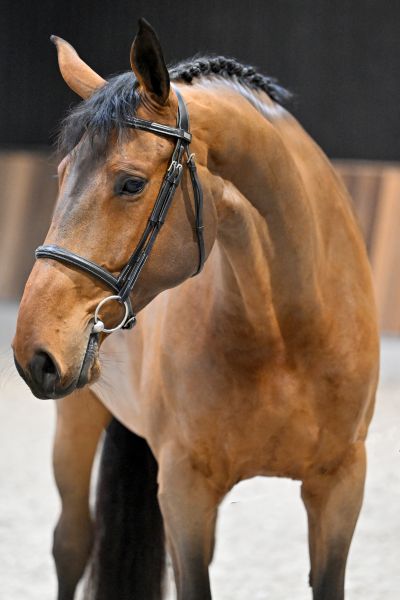 C'EST BELLE VDB Z — Zangersheide · Mare · 7y