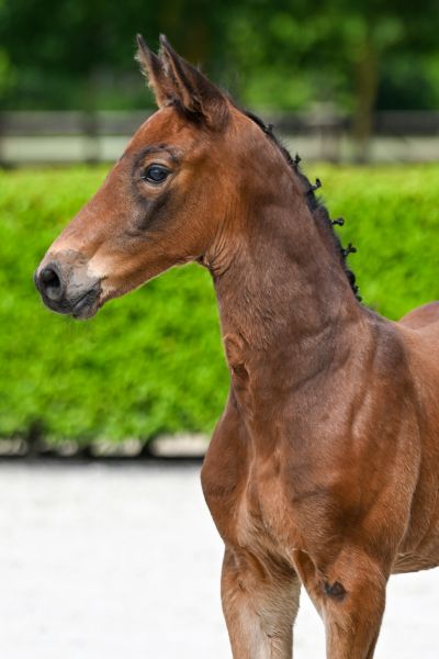 Chokotoff Du St Georges Z 1
