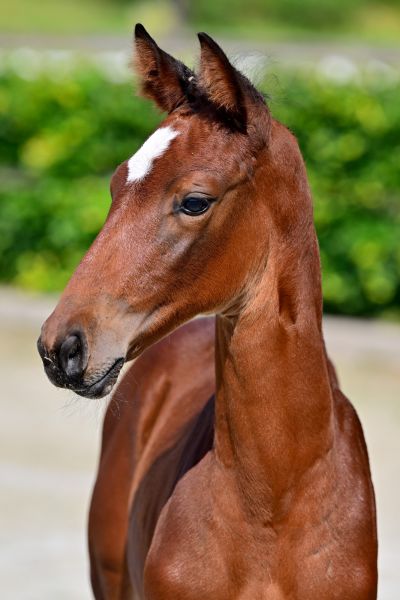 Chelsea van Mander Z 1