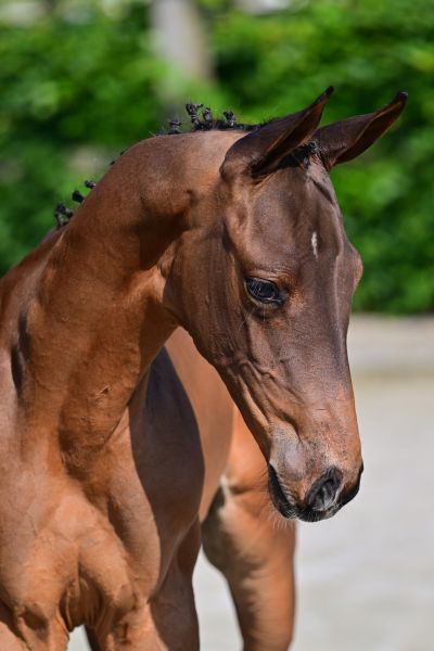 DOURKHAN'S DIAMOND RV Z — Stallion · 0y