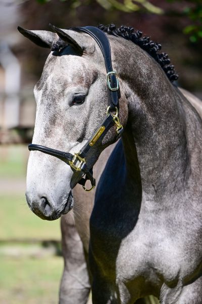 CARIKAS Z — Zangersheide · Gelding · 3y
