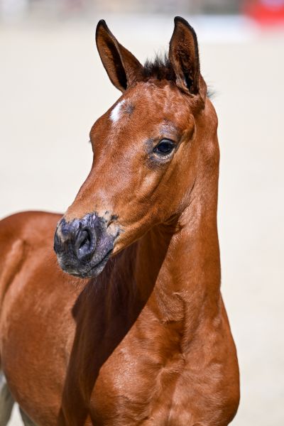PINUP DE LA JASSE Z — Mare · 0y