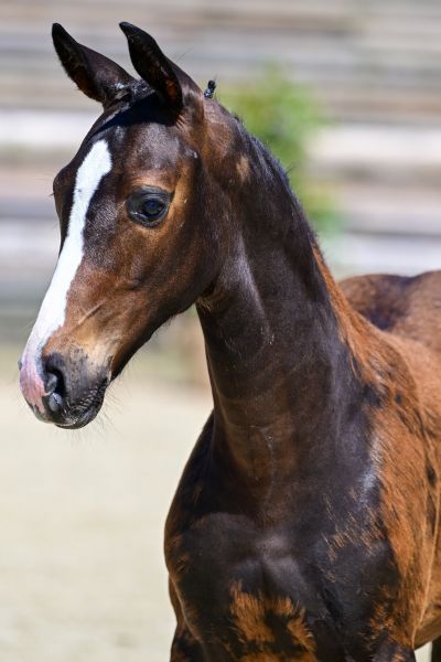 QETZAL DES FENUCY Z — Stallion · 0y