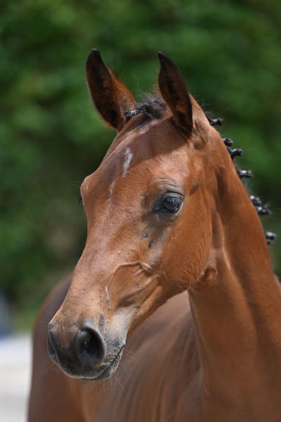 Dorado van Vloethem Z