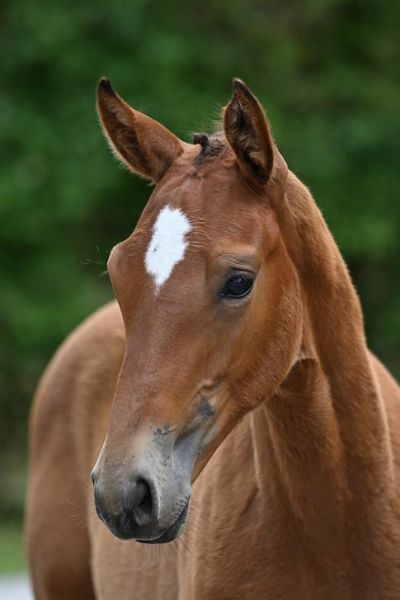 Bluesky de Quidray Z