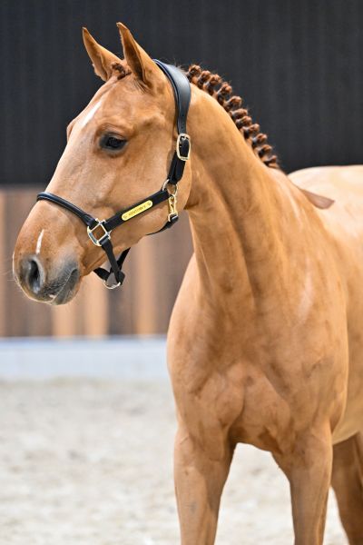 Vedet van de Bergdalhoeve - 2