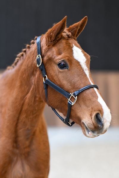 Coco Chanel Pommex Z