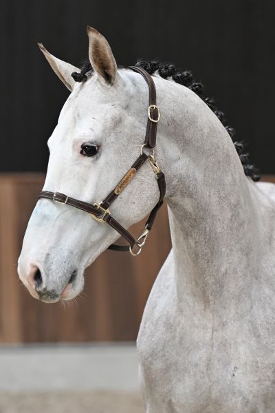 Crimi Clown de Spalbec Z -1