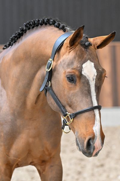 Hero vd Berghoeve Z - 1