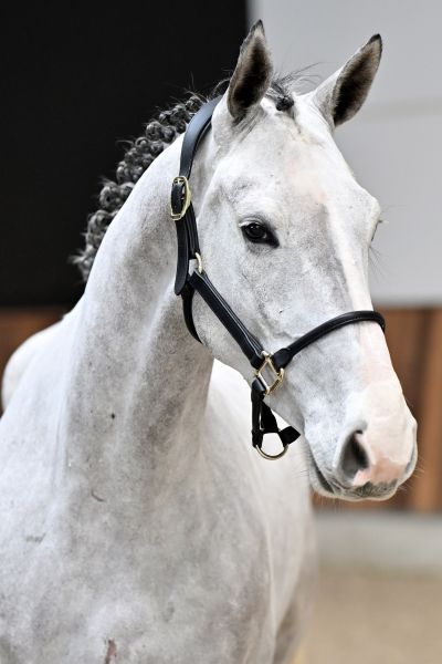 Dancing Dimi Axelhoeve Z - 1