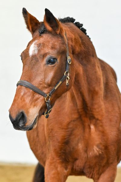 Gomina van de Donkhoeve - 1