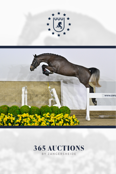 Aleppo Prinseveld DSC