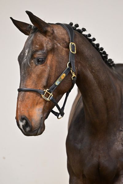 Osiris du Grand Routheux Z 1