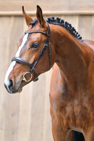 Seigneur de Saint Martin 1