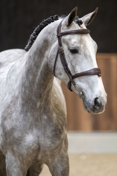 Sato van de Baanse Z 1