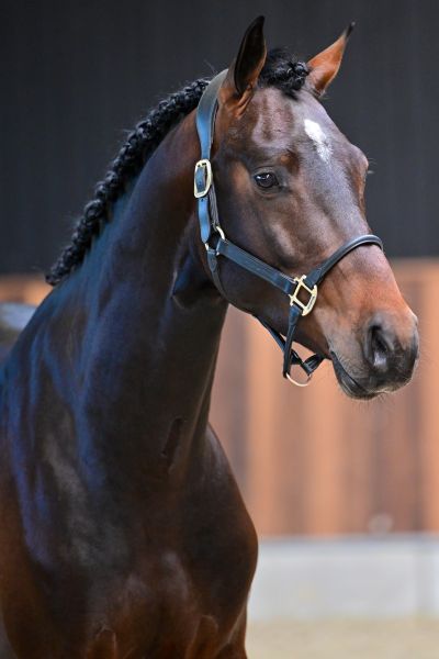 Thibajo vh Beeckhof Z 1