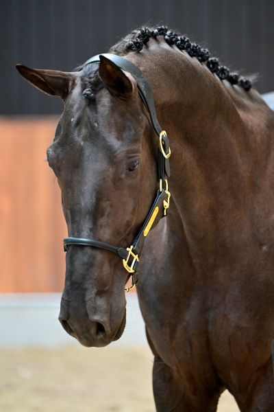 Dalton van de Boortoren Z 1.