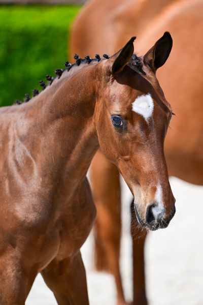 Duplantis de Jolie Z 1