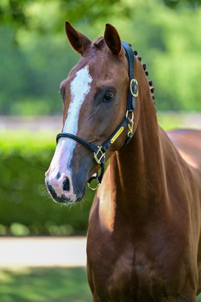 WILLY WACKO VAN DE KRUISHOEVE — Gelding · 4y
