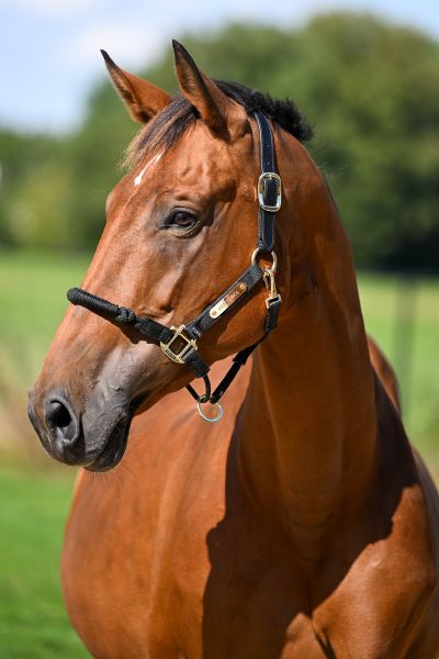 Nikita de la Vie Z - 2