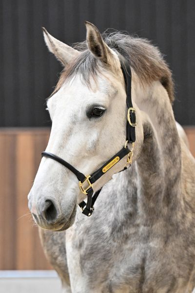 ROMANA-K VAN 'T KATTENHEYE - 2